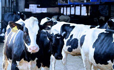 正確合理使用糞便篩，提高奶業(yè)生產(chǎn)