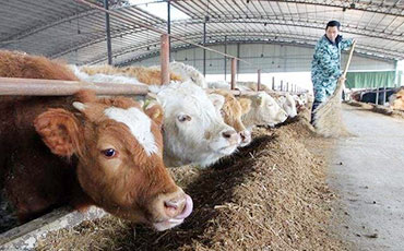 敕勒川上“轉(zhuǎn)型記”：新東牛奶制冷罐為草原鮮奶注入科技恒溫