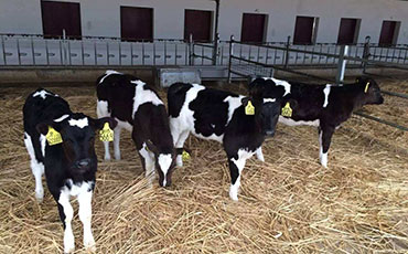 養(yǎng)牛技術(shù)分享：母牛產(chǎn)后如何保健？