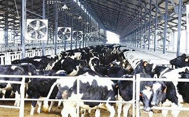 奶牛培育之青年牛需要更多的蛋白