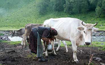 養(yǎng)牛多喂精料少喂粗料？喂再多也是白搭！