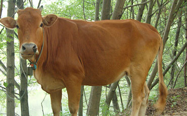 邢滿倉(cāng)的生態(tài)牧場(chǎng)，搭上新東牛奶制冷罐“農(nóng)機(jī)補(bǔ)貼快車(chē)”