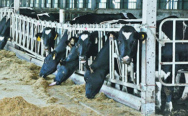 重視奶牛的幾個(gè)信號(hào)，實(shí)時(shí)調(diào)整日糧配方