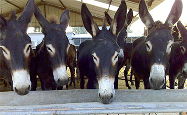 新東移動收奶站，奏響牦牛奶振興“牧歌”