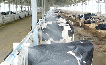 阿有珍的彝族合作社，新東牛奶制冷罐