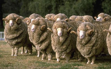 濰坊制冷罐客戶與我司達(dá)成豬血冷藏罐采購意向