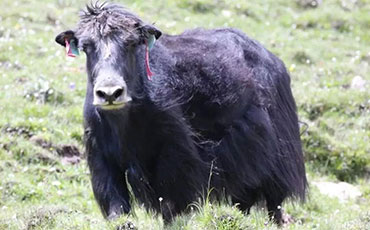 怎么判斷西門塔爾牛是否純種？