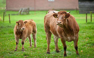 養(yǎng)1000頭牛到底需要投資多少錢？