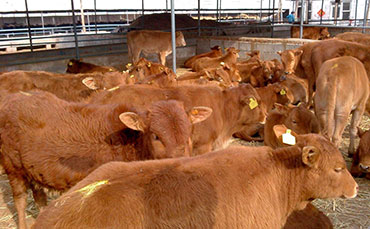 夏季后備牛寄生蟲(chóng)驅(qū)蟲(chóng)管理注意事項(xiàng)