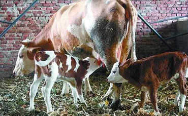 邢滿倉的生態(tài)牧場(chǎng)，搭上新東牛奶制冷